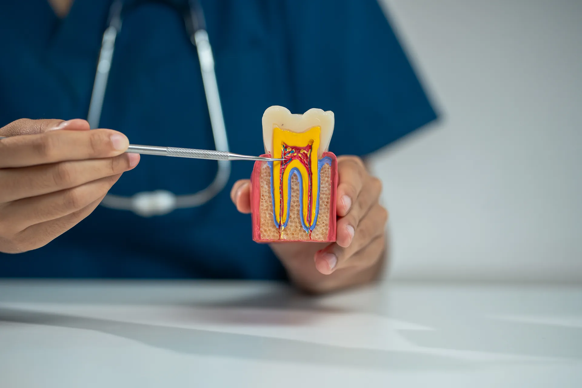 Clinician in navy scrubs pointing a dental probe at the pulp chamber of a molar model